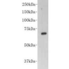 Anti-BSA antibody [2-B8]