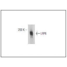 Anti-LRP6 antibody [1G8]