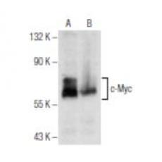 Anti-c-Myc antibody [6G6]