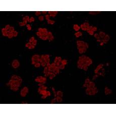 Anti-GRP78 BiP antibody [C9-9]