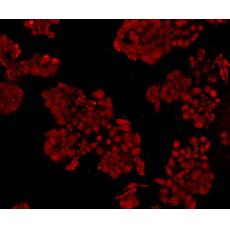 Anti-NF-κB p105/p50 antibody [A2-7]