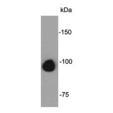 Anti-FGFR2/CD332 antibody [1-F1-E7]