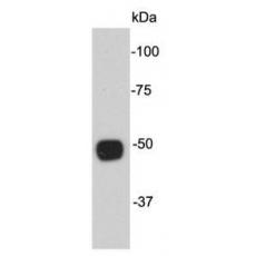 Anti-Alpha-tubulin antibody [A8-6]