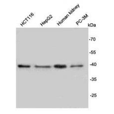 Anti-Rem2 antibody [B4-D6]
