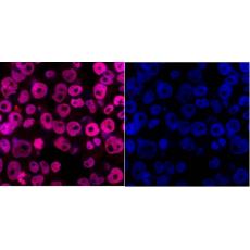 Anti-DPY30 antibody [1-6]