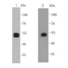Anti-SOX10 antibody [1-11]