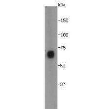 Anti-NusA antibody [A6-E7]