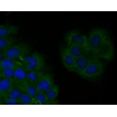 Anti-SPATA5L1 antibody [16A2]