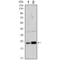 Anti-Rab10 antibody [F8-E2]
