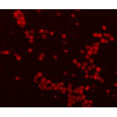 Anti-GFP antibody [A11-C11]