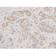 Anti-BCL-2 antibody [F7-1-A1]