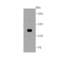 Anti-CD31/PECAM-1 antibody [7-A1]