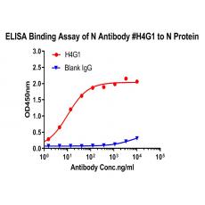 Anti-SARS-CoV-2 Nucleocapsid protein antibody [H4G1]