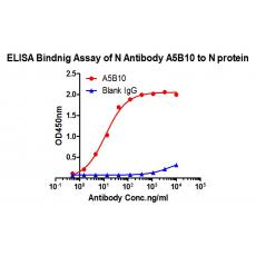 Anti-SARS-CoV-2 Nucleocapsid protein antibody [A5B10]