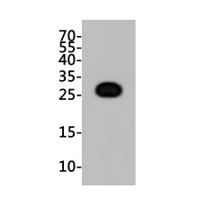 Anti-GFP antibody [B2-F7-C10]