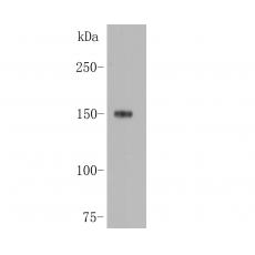 Anti-CD11b antibody [A2-B5-D2]