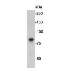 Anti-STAT1 antibody [G3-B11]