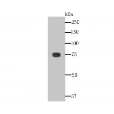 Anti-KHSRP antibody [A7-B0]