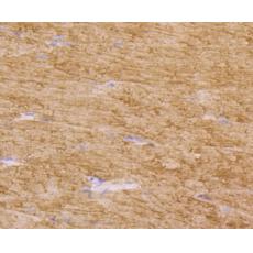 Anti-TPA antibody [AH54-10]