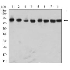 Anti-NAGR1 antibody [5G6C11]