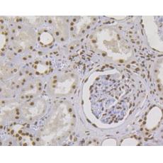 Anti-MSH2 antibody [10G3]