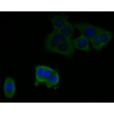 Anti-C7 antibody [15D1]