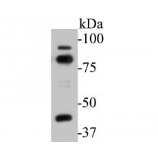 Anti-SPATIAL antibody [16A4]