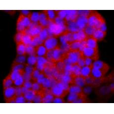 Anti-γ-IFN antibody [AH33-31]