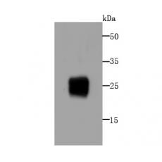 Anti-IL6 antibody [AH21-63]
