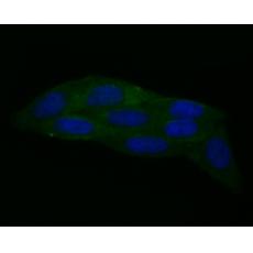 Anti-Calpain 1 antibody [2A2]