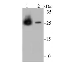 Anti-Carbonic anhydrase 2 antibody [11A1]