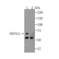 Anti-HSPA1L antibody [7D3]