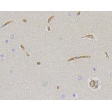 Anti-CD34 antibody [15H1]