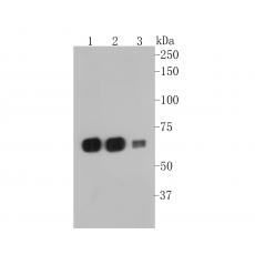 Anti-SERPINC1 antibody [15F2]