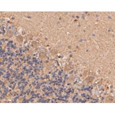 Anti-Cathepsin D antibody [13F2]