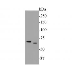 Anti-USP21 antibody [16E1]
