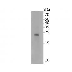 Anti-HMGB2 antibody [10D1]