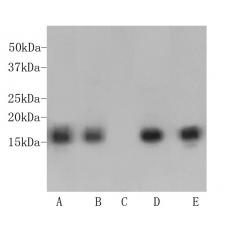 Anti-Histone H3 (tri methyl K9) antibody [1-6]
