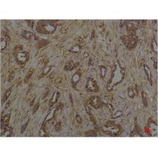 Anti-Phosphoserine antibody [5B12]