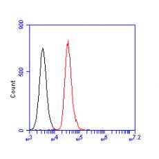 Anti-CASK antibody [A1C7]