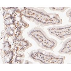 Anti-CELF2 antibody [9B1]