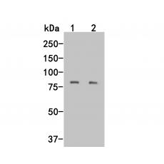 Anti-LRRN3 antibody [A4-6-3]