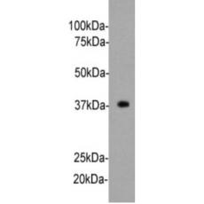 Anti-Synaptophysin antibody [A1-7]