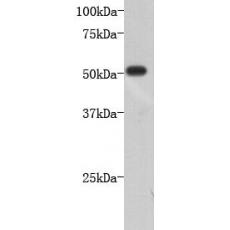 Anti-Neuron-specific class III β-tubulin antibody [A8-D10]