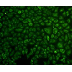 Anti-ERK2 antibody [5-D2]