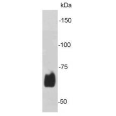 Anti-LMNB2 antibody [J9-C4]