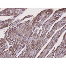 Anti-Caspase-1 antibody [B0-6]