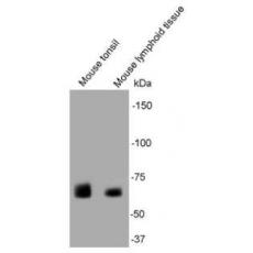 Anti-SHP1 antibody [B5-A4]