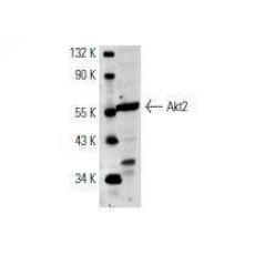 Anti-Akt2 antibody [2A1]