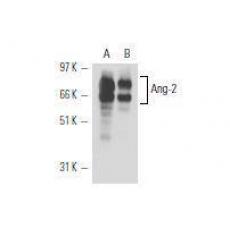 Anti-Angiopoietin-2 antibody [4A2]
